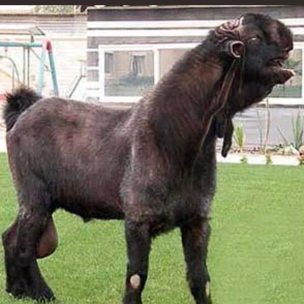 Козы породы Шами