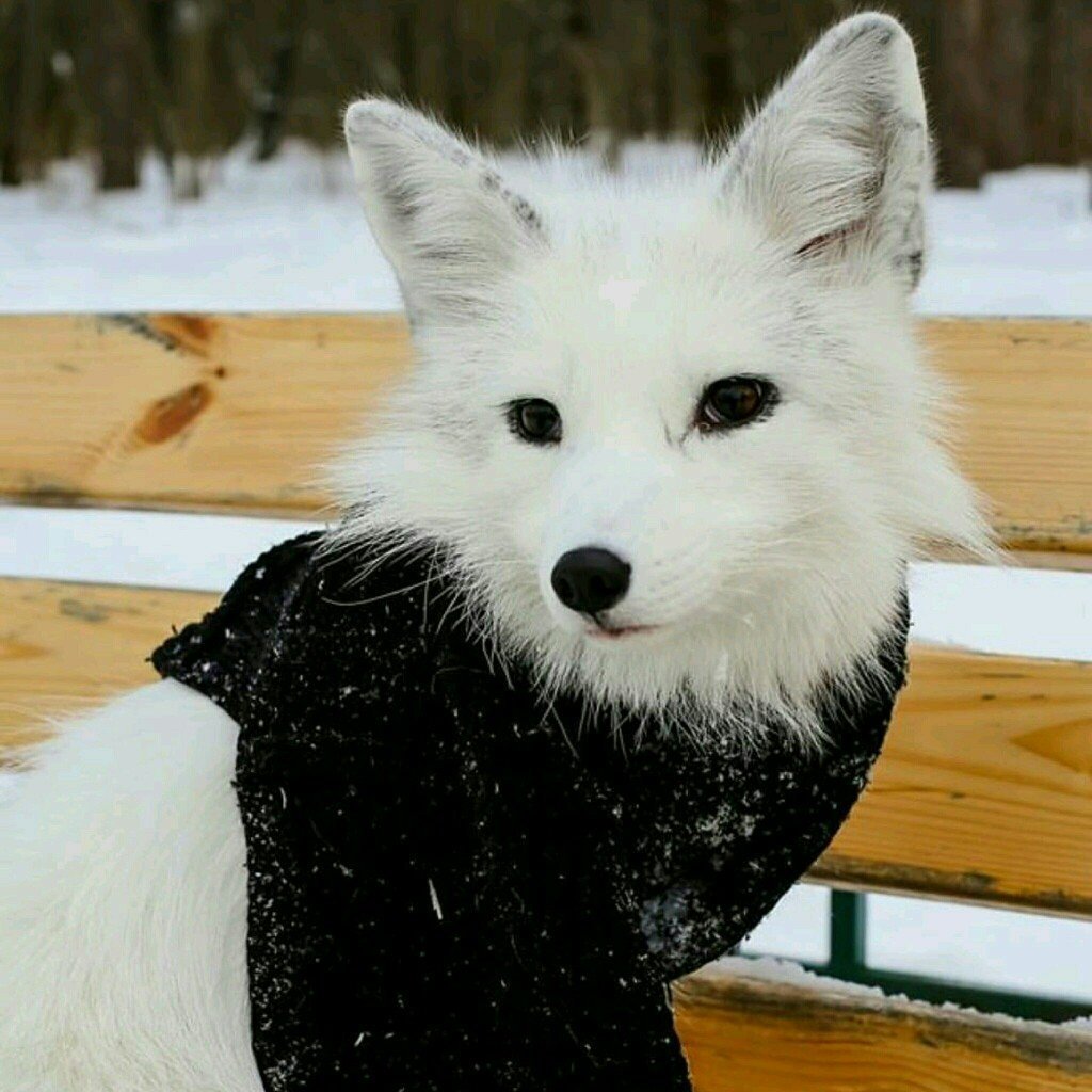 Песец гетерохромия