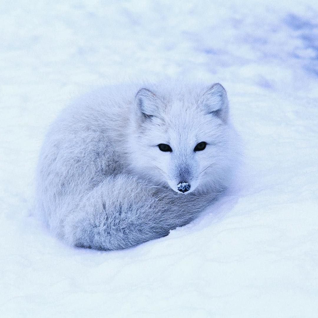 Берингийский песец