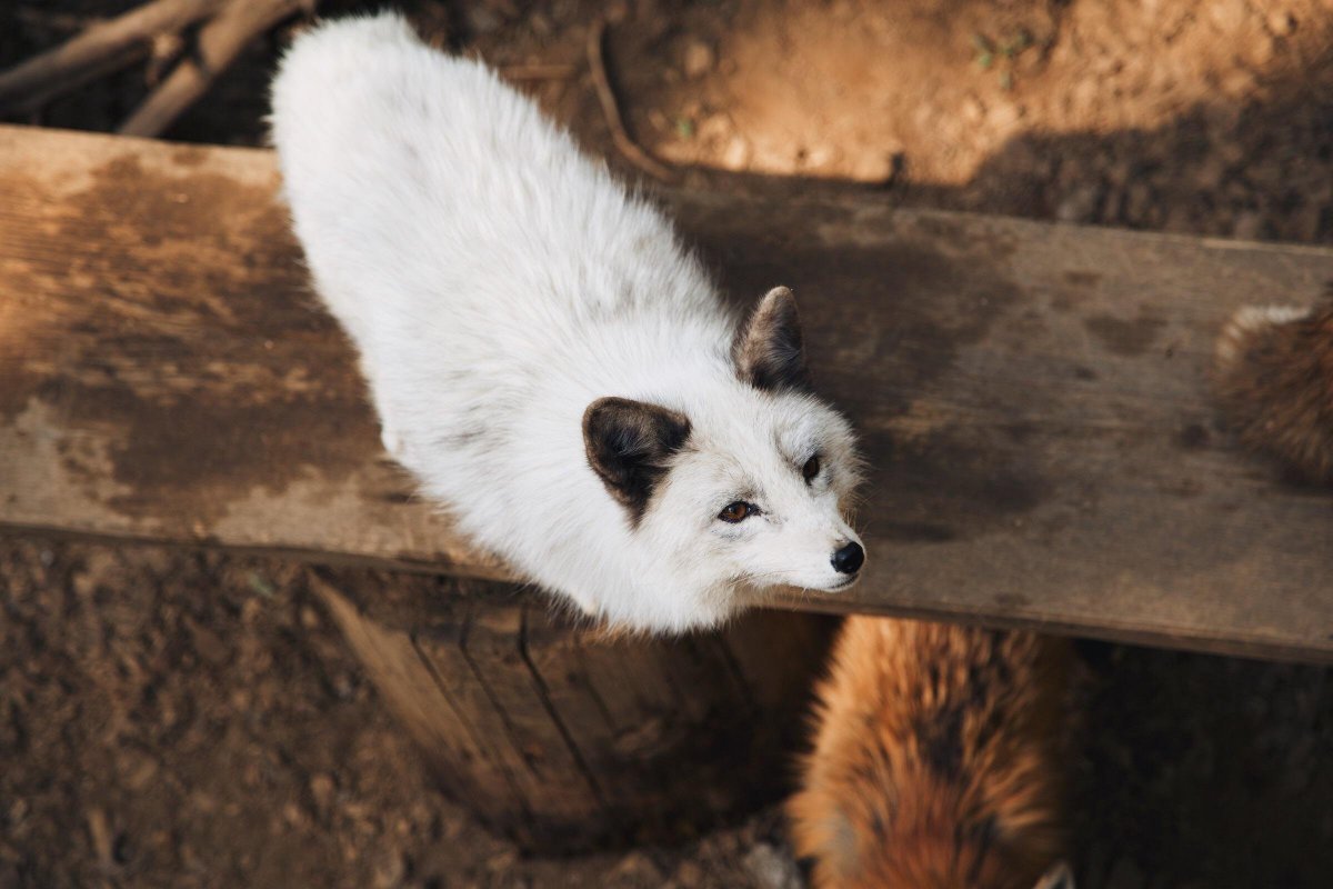 Медновский песец стая