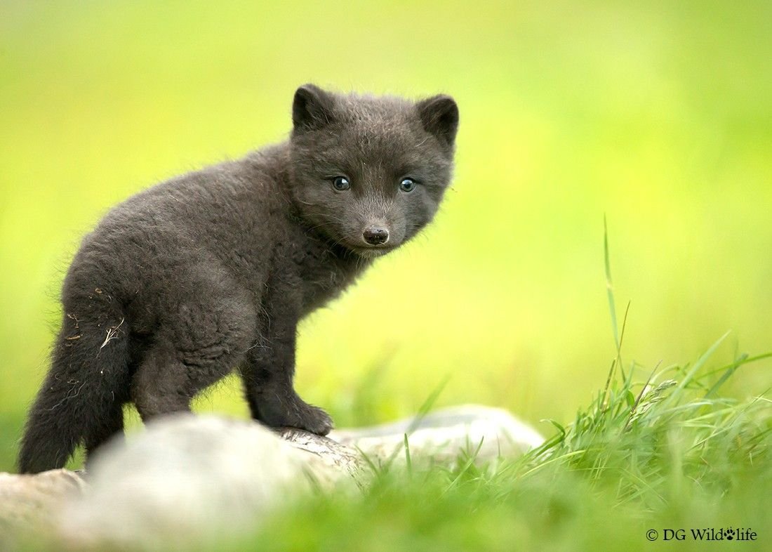 Чернобурая лисица и песец