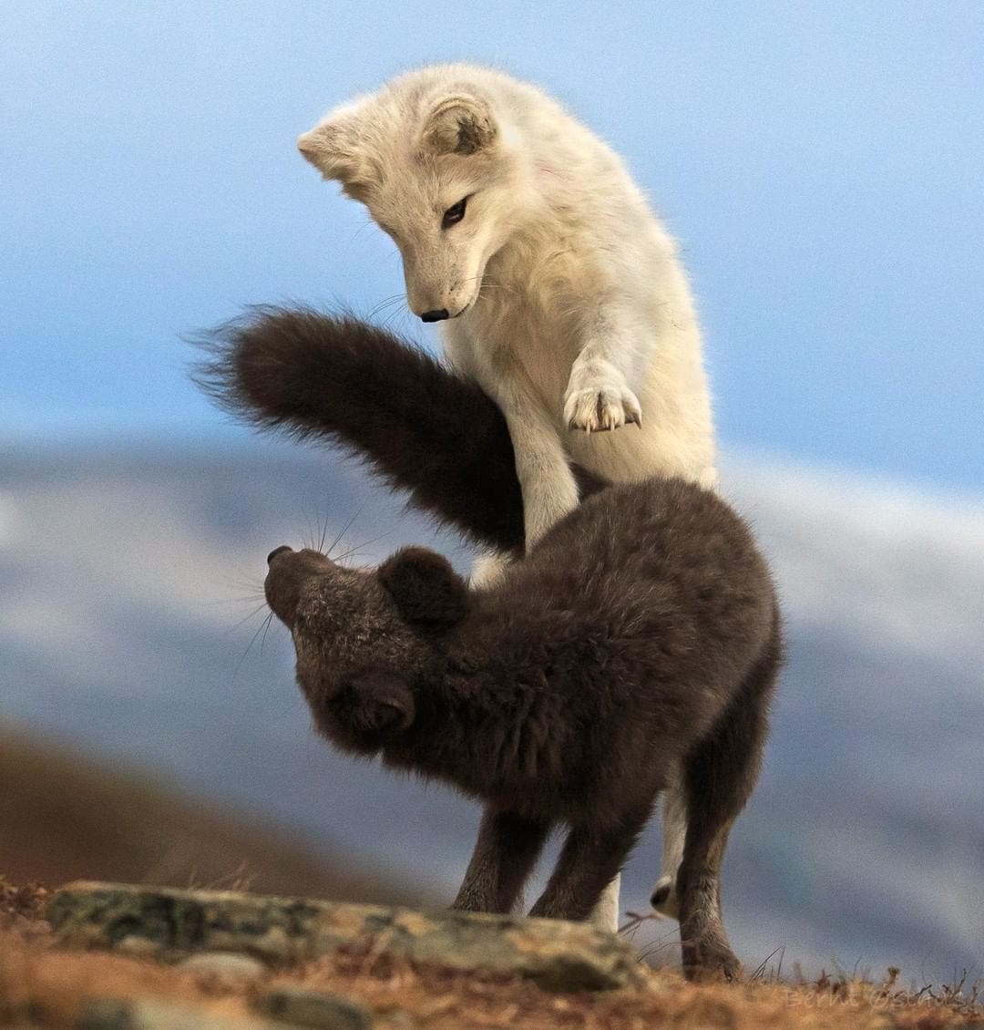 Детеныш песца