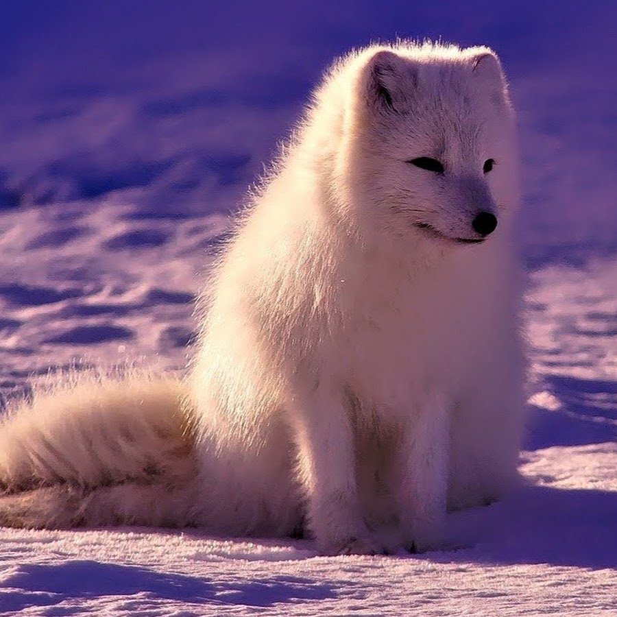 Чернобурая лисица рыжая