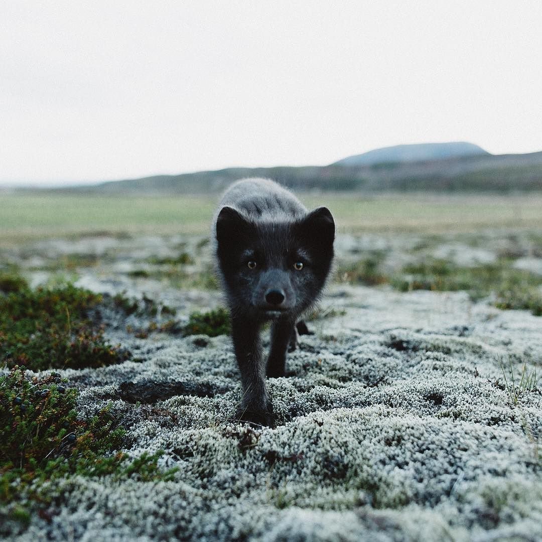 Песец черный