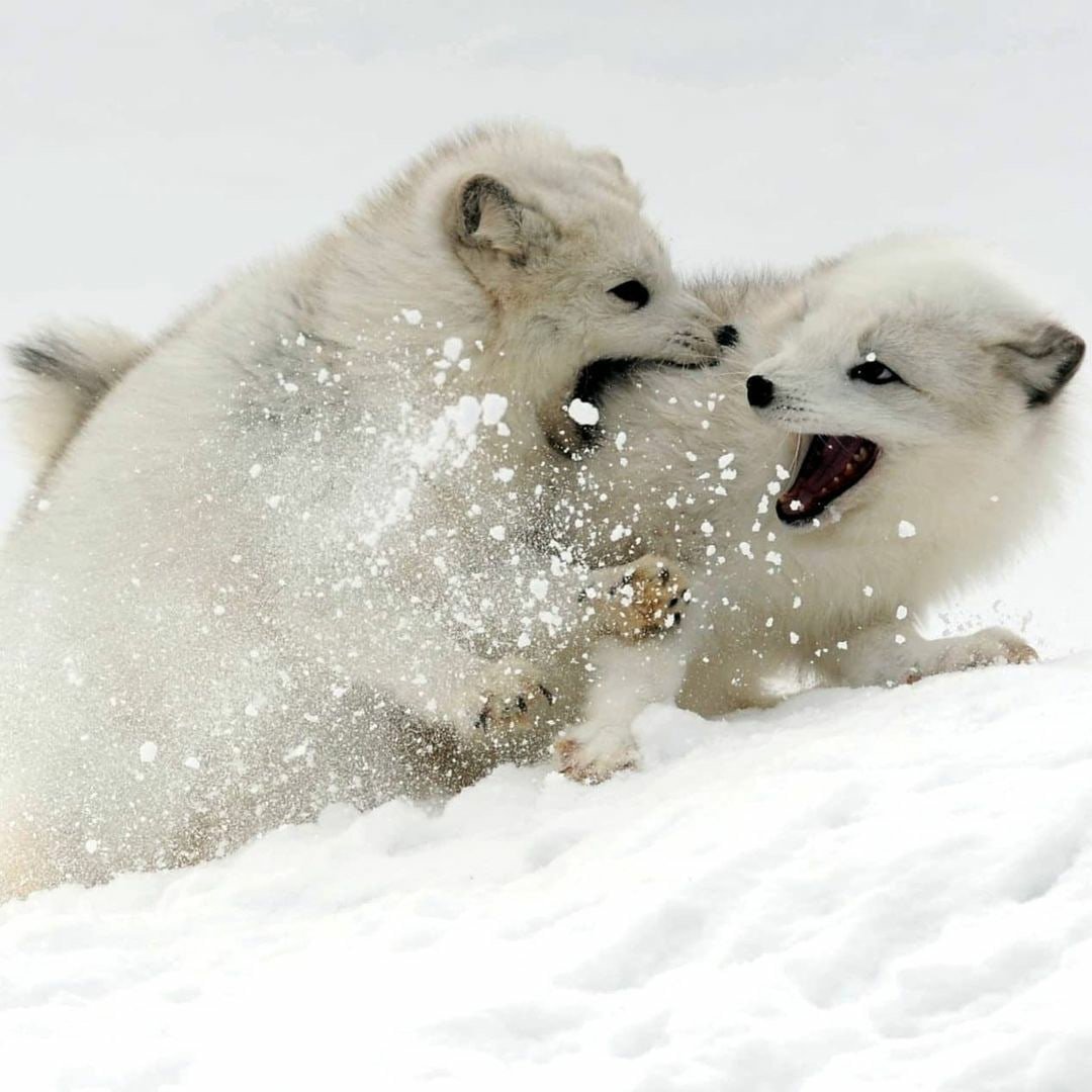 Песец Грозный