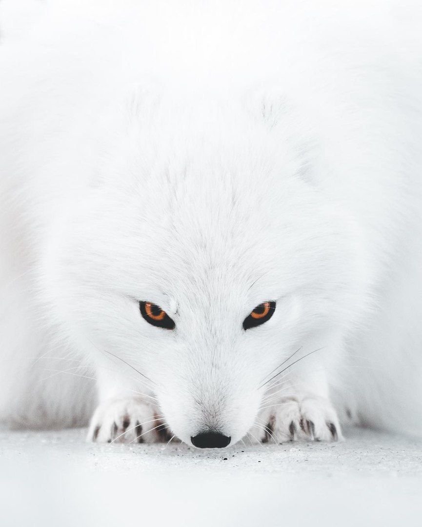 Рисунок песец черный из красной книги