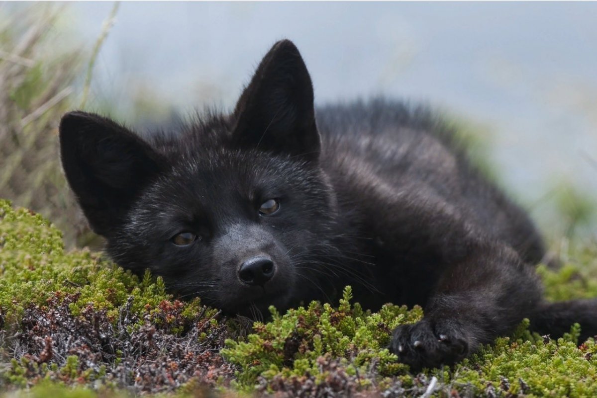 Голубой песец малыш