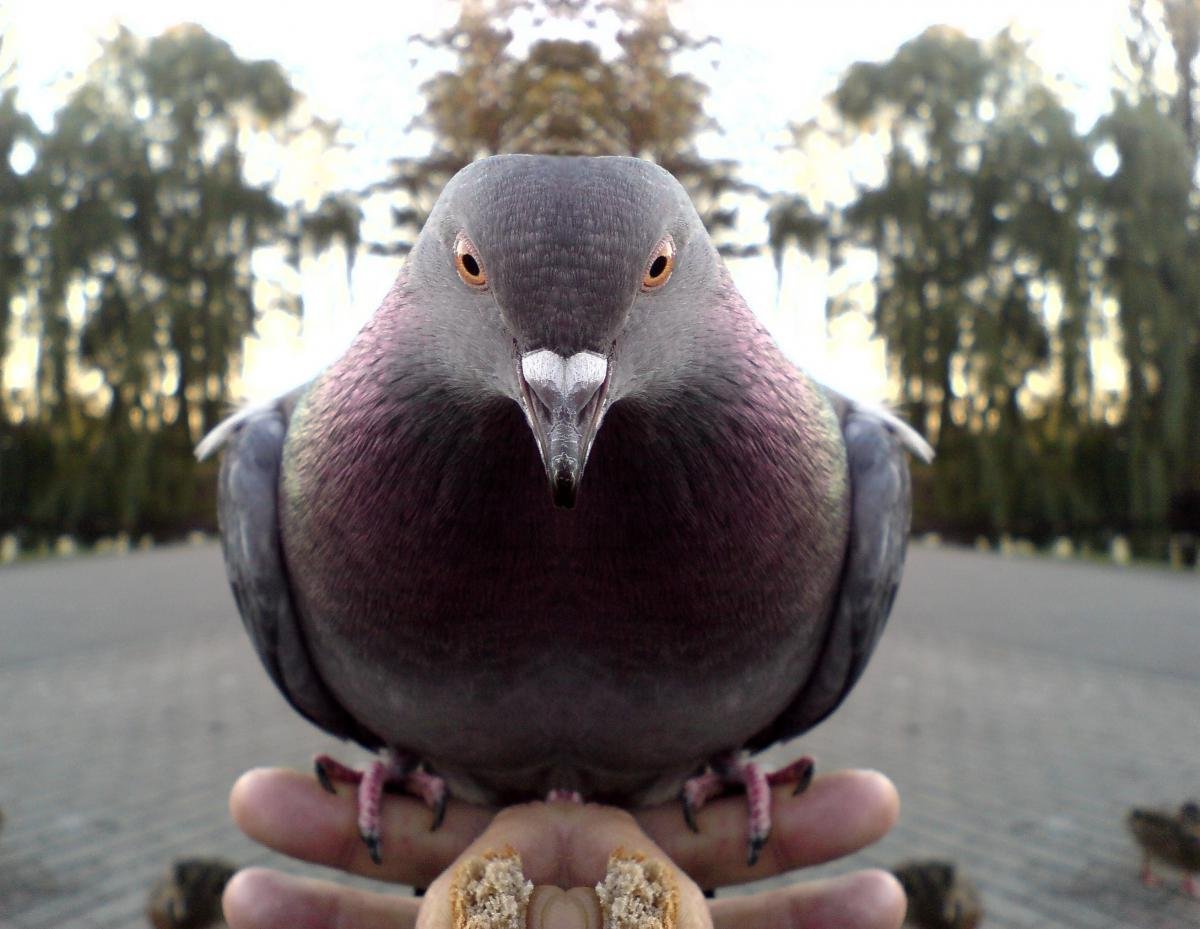 Крутая птица