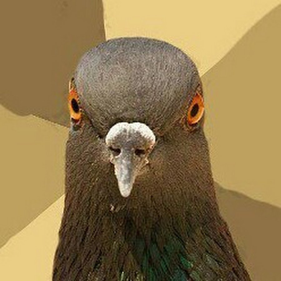 Типичные птицы