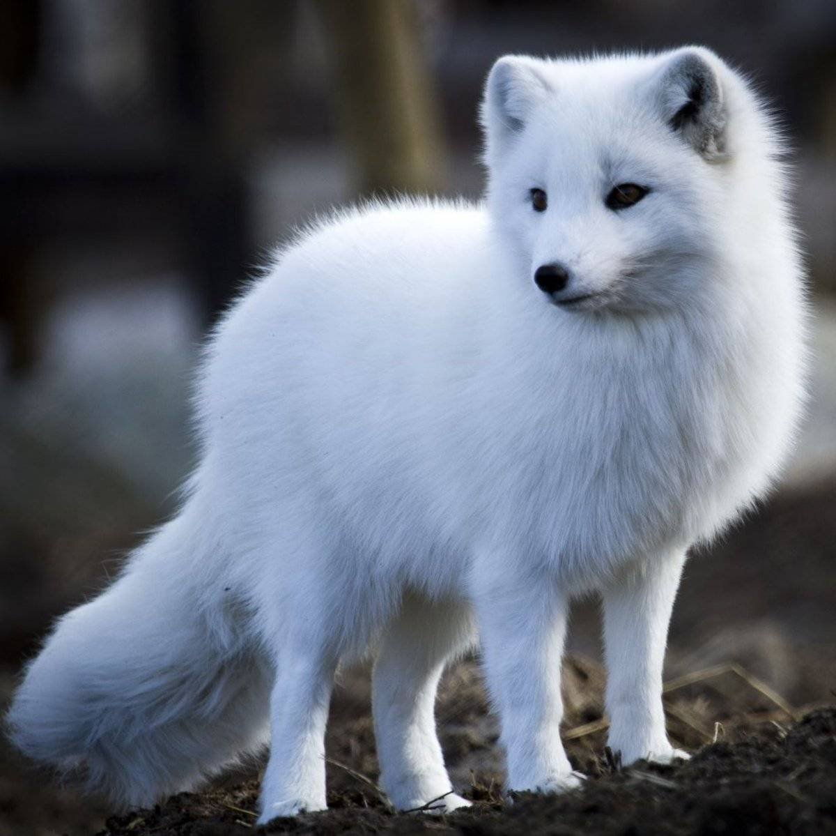 Песец подкрался