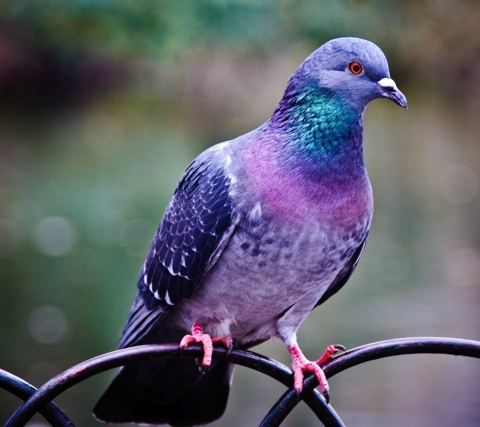 Самые необычные породы голубей