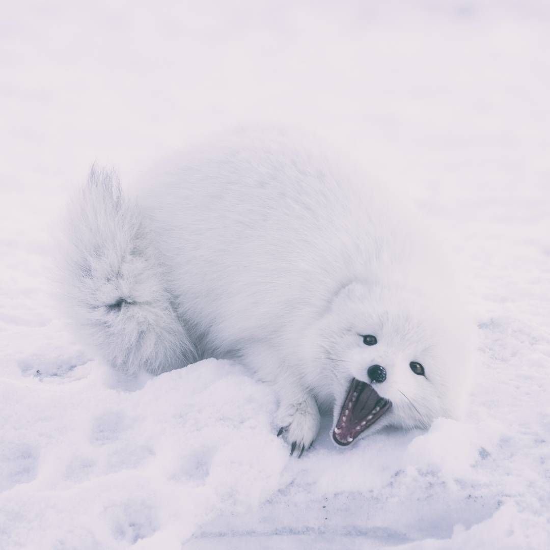 Экстерьер песца