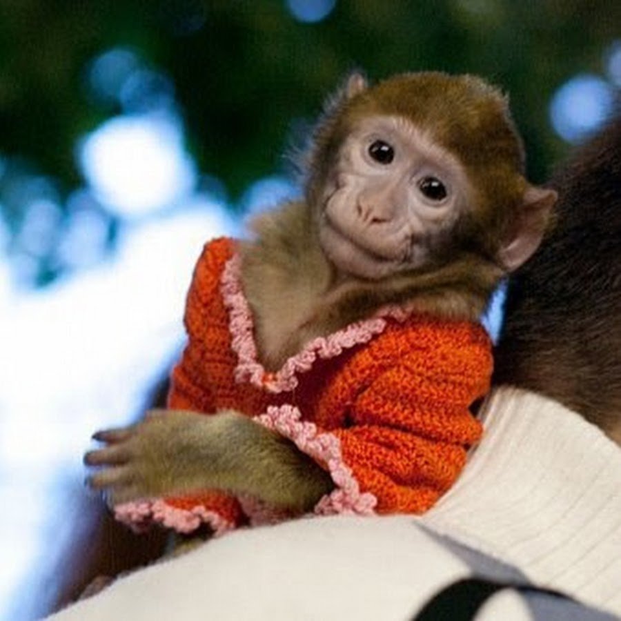 Обезьяна в парике