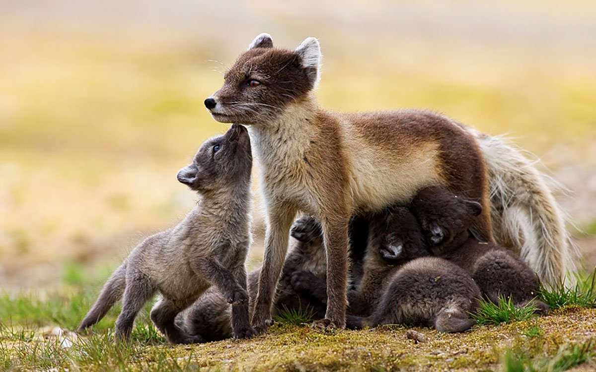 Песец черный зверь
