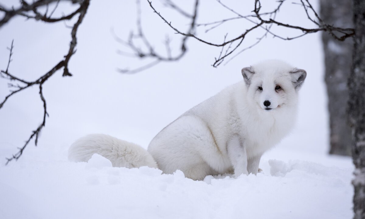 Чернобурая лиса