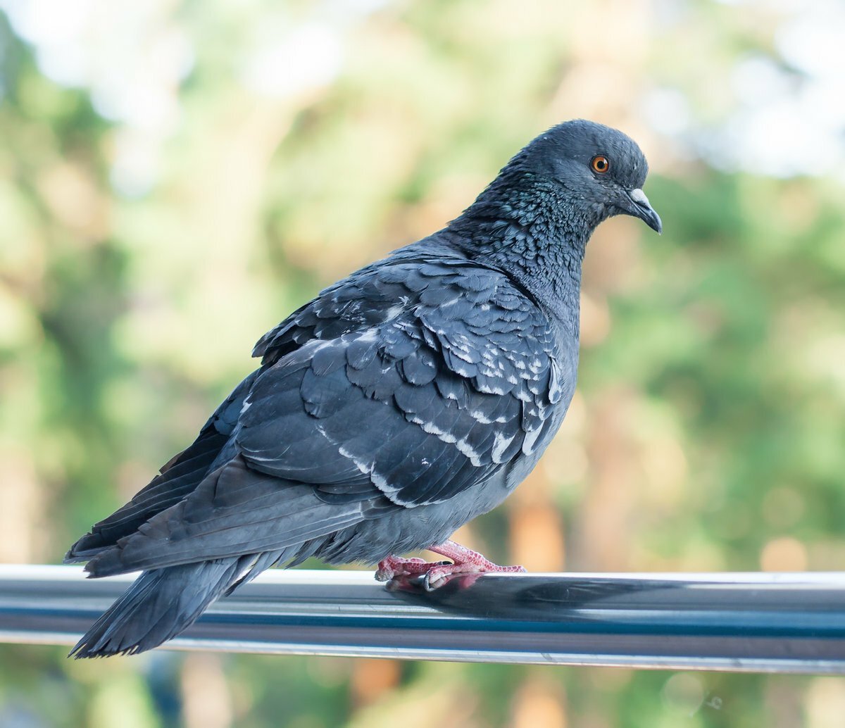 УГАРНЫЙ голубь