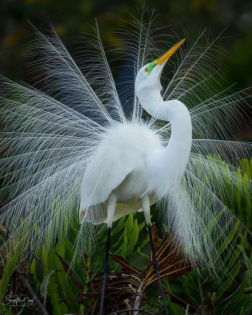 Аистообразные большая белая цапля
