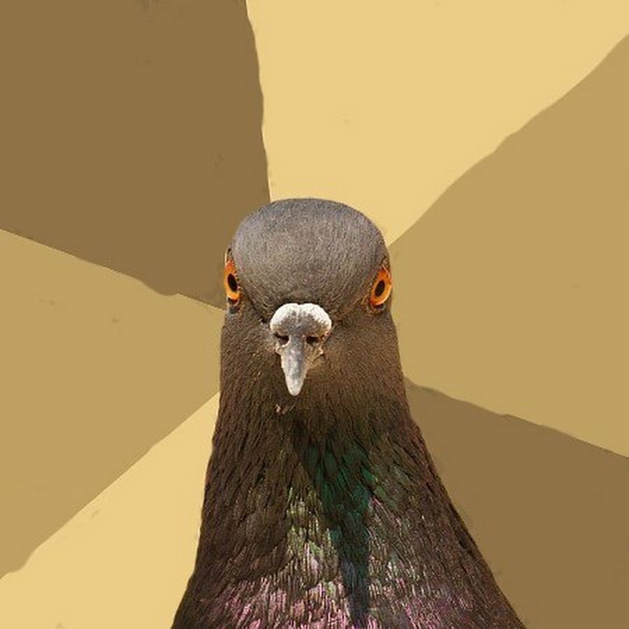 Утки Эстетика