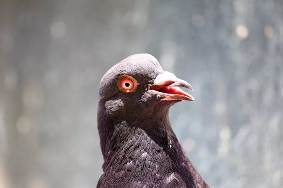 Голубь с глазами спереди