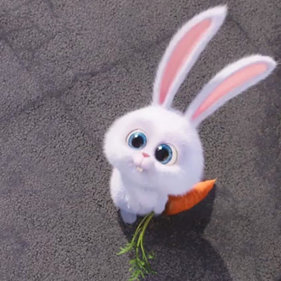 Заяц Беляк лапы