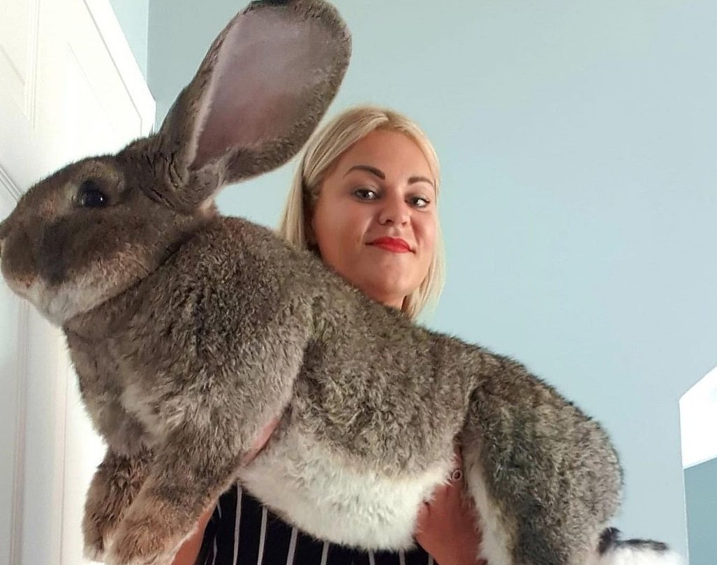 Дариус - самый большой кролик в мире