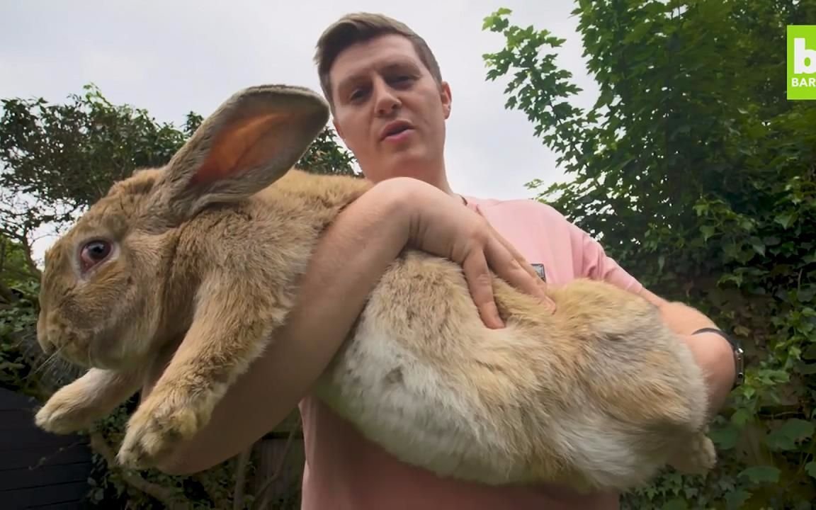 Мир глазами кролика