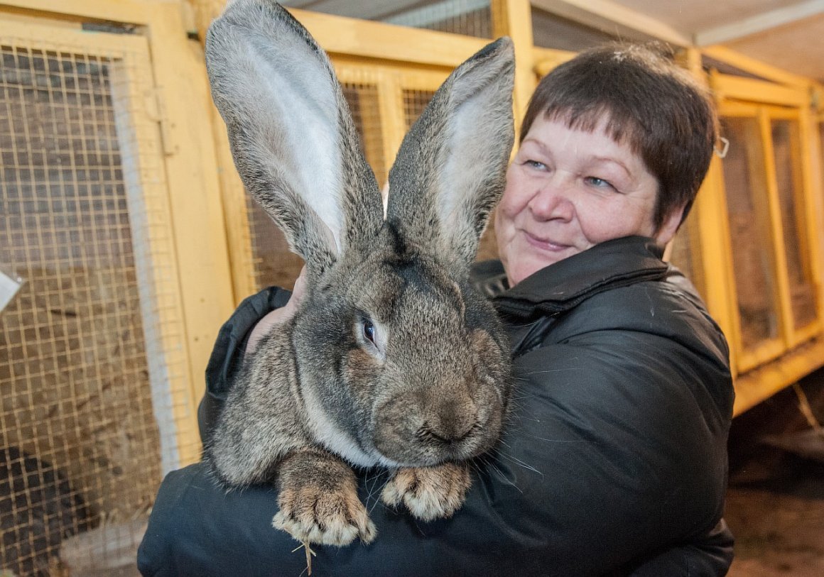 Кролики породы великан