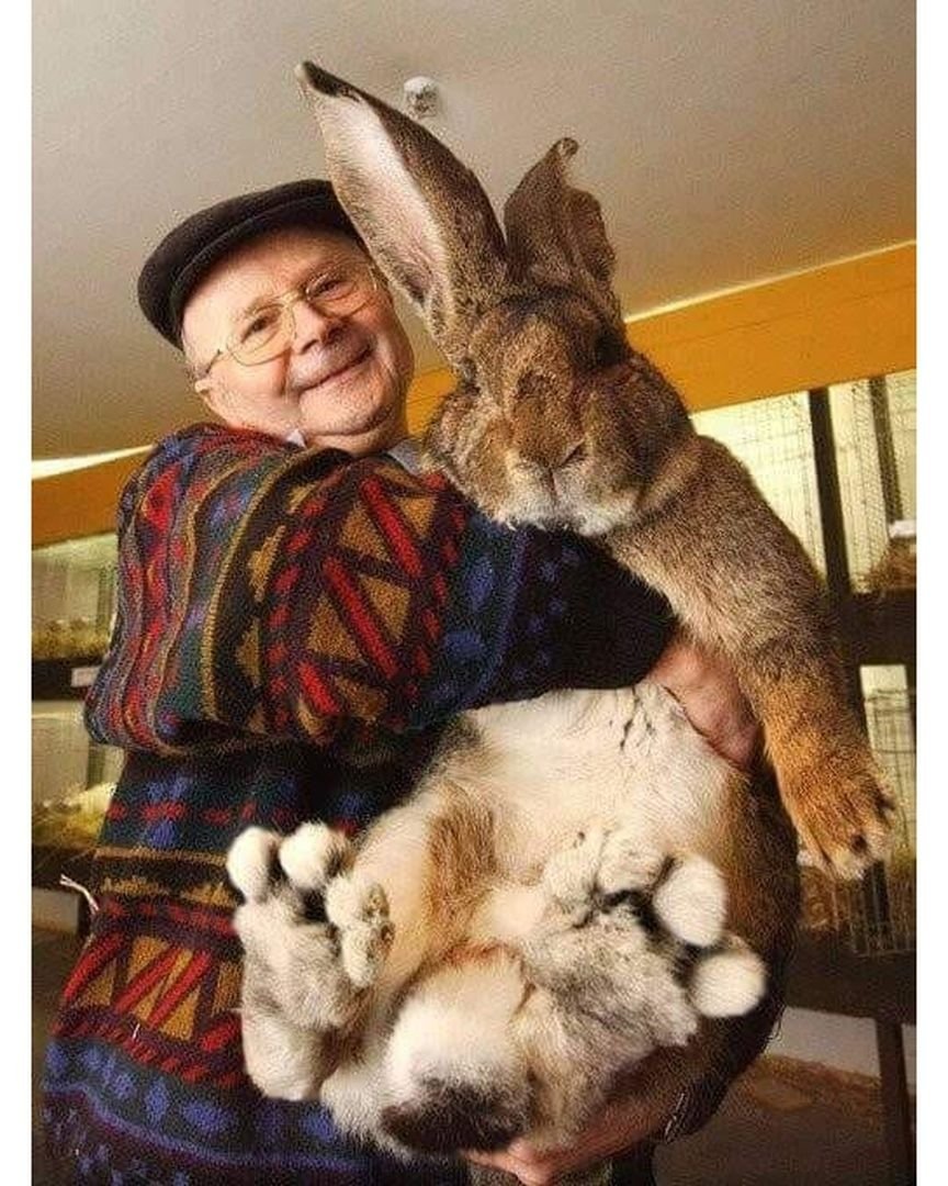 Фламандский гигантский кролик