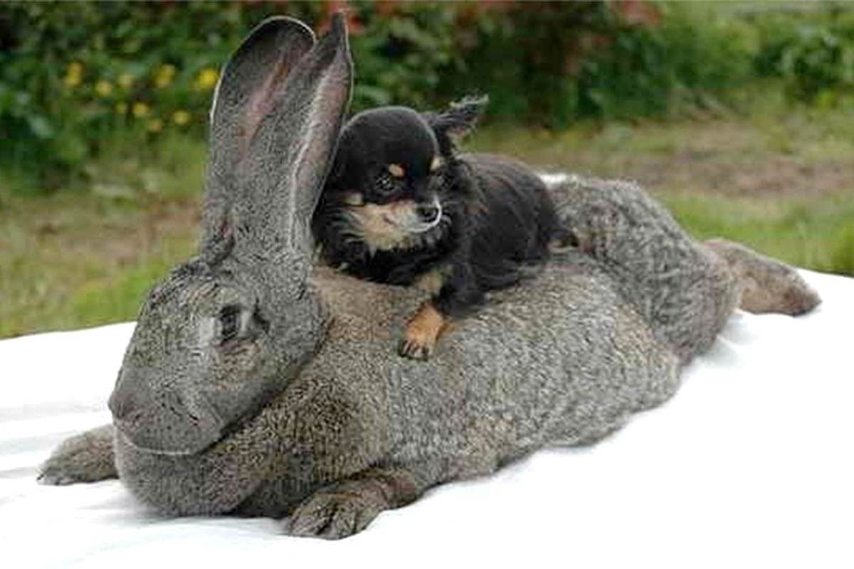 Калифорнийский заяц