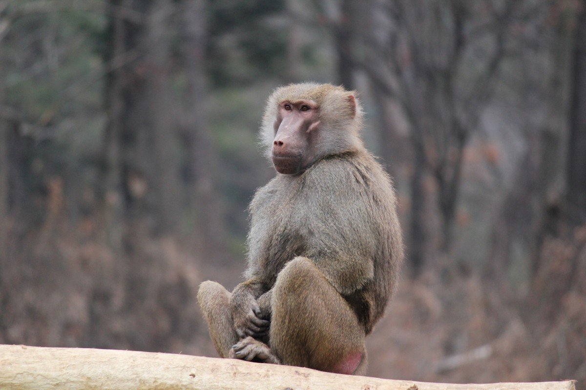 Гвинейский павиан