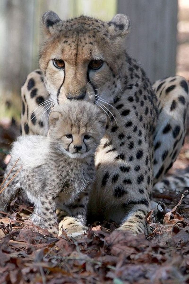 Дикие мамаши. Гепард самка. Детеныш гепарда. Гепард малыш. Милые Детеныши животных.