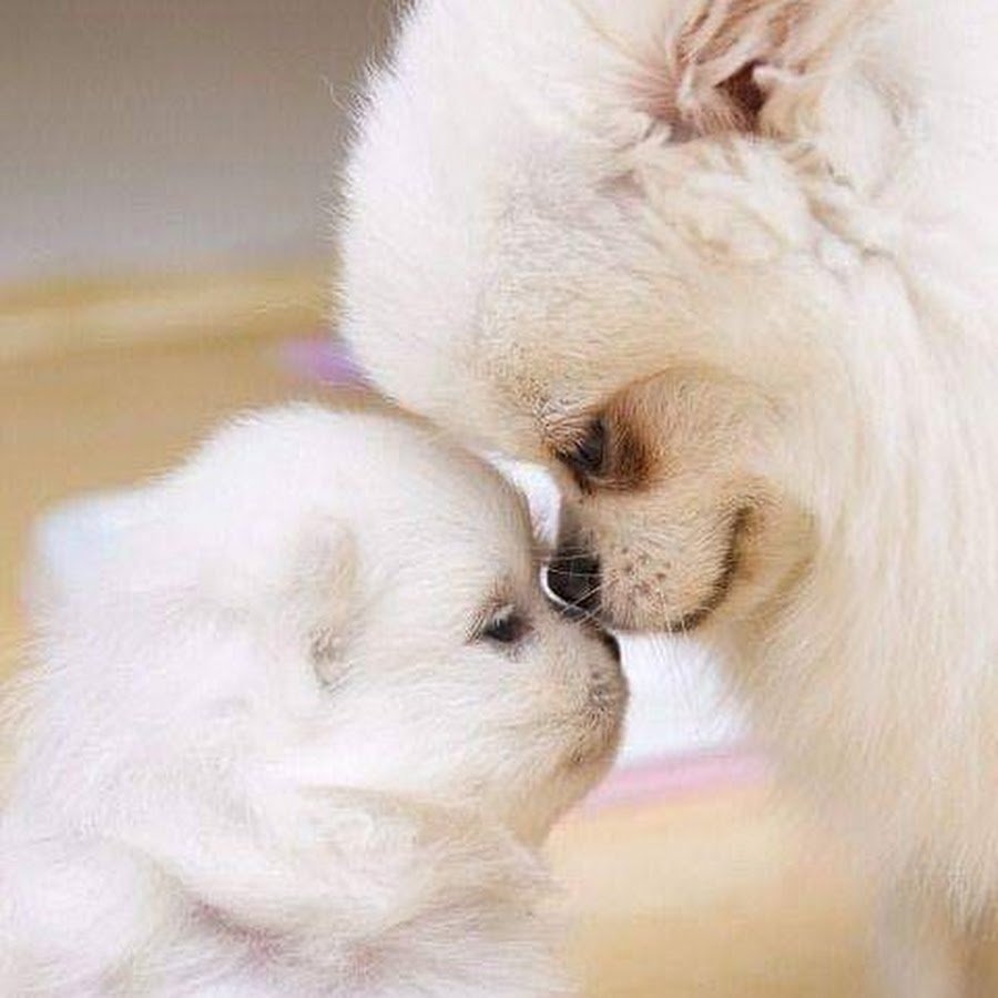 Милые собачки и кошечки