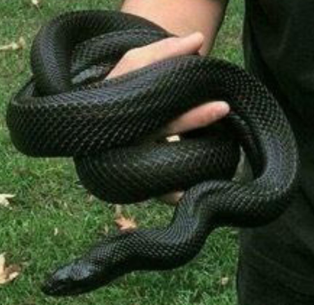 Нигрита змея на руках