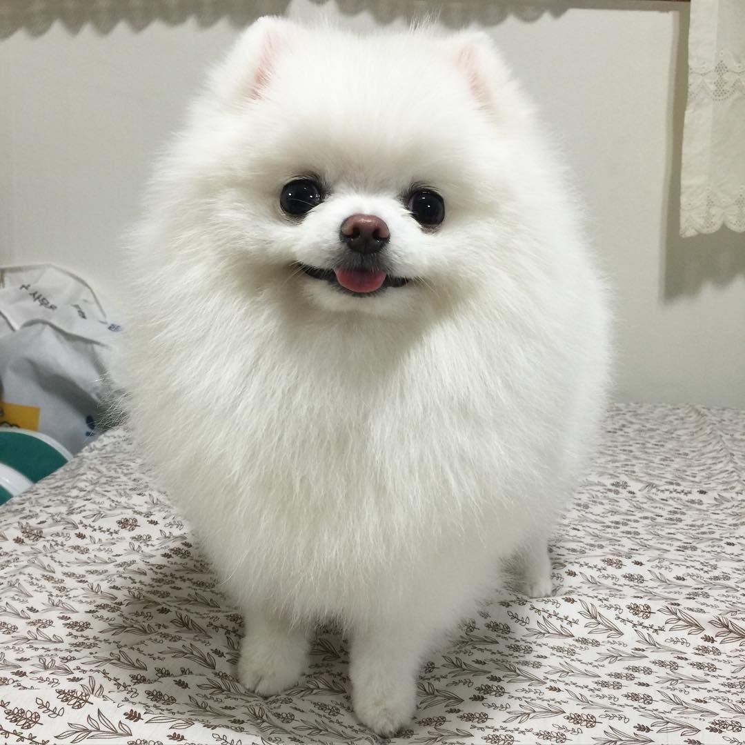 Померанский шпиц белый стриженный