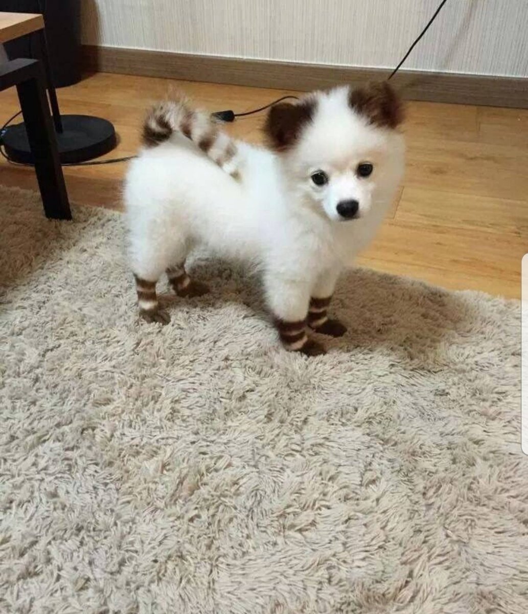 Белый шпиц с крашеным хвостом