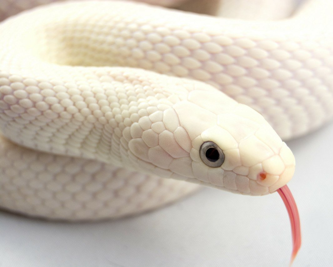 Маисовый полоз альбинос