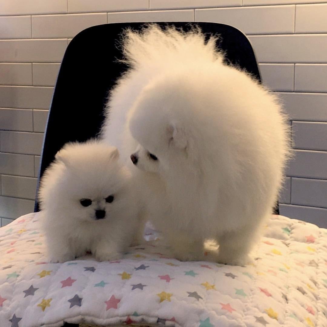 Померанский шпиц белый мин