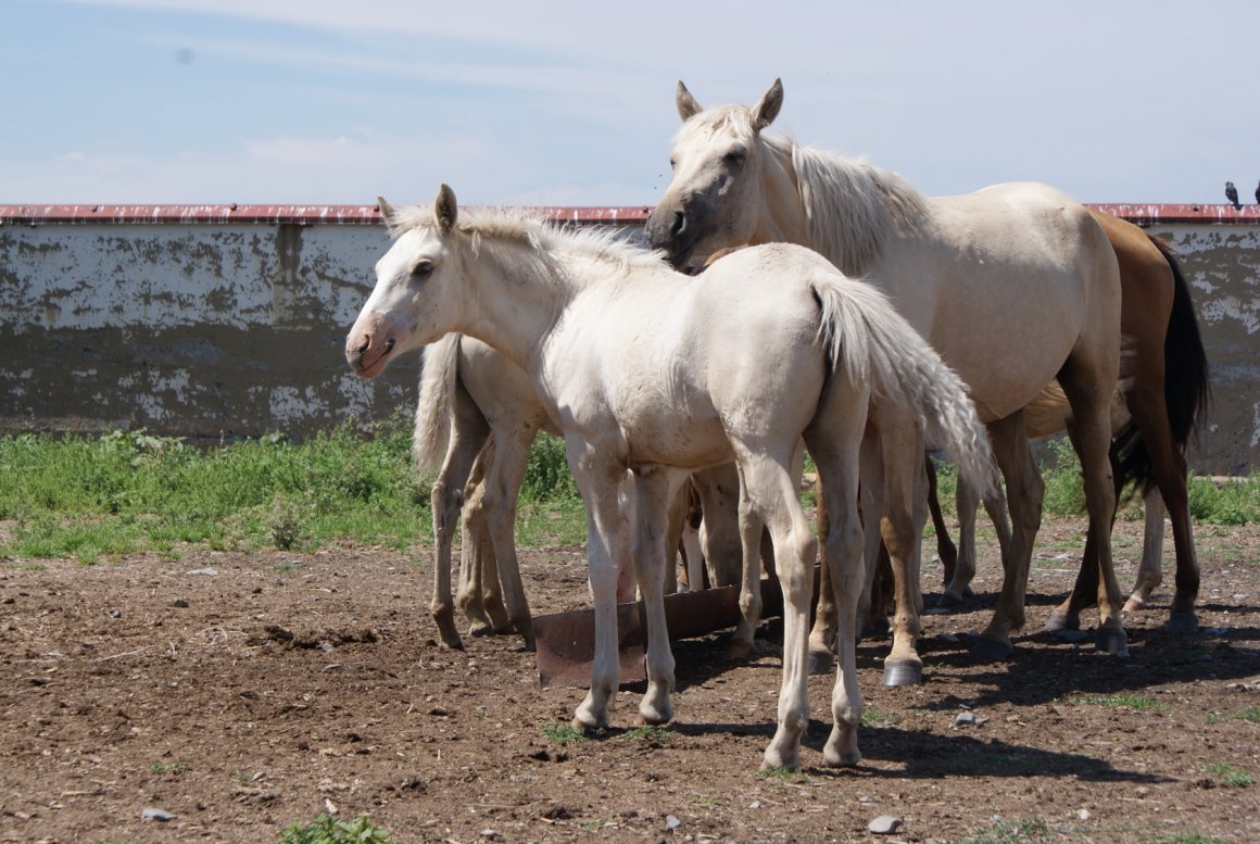 Карабахская порода лошадей