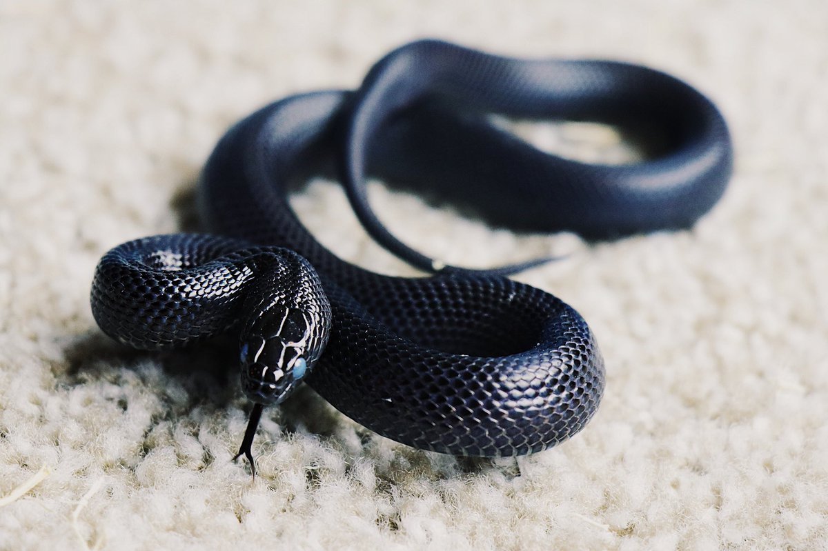 Королевская Кобра альбинос