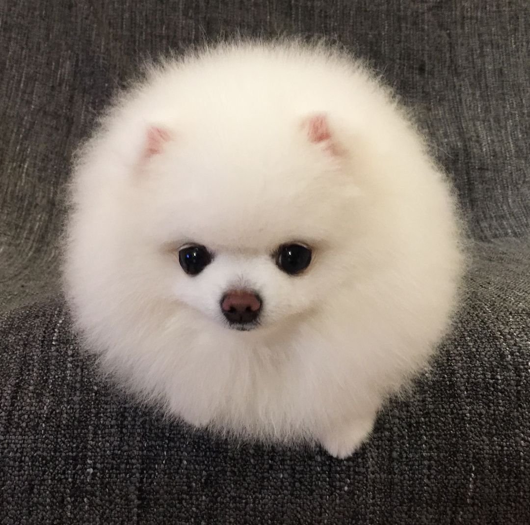 Померанский шпиц белый корейский