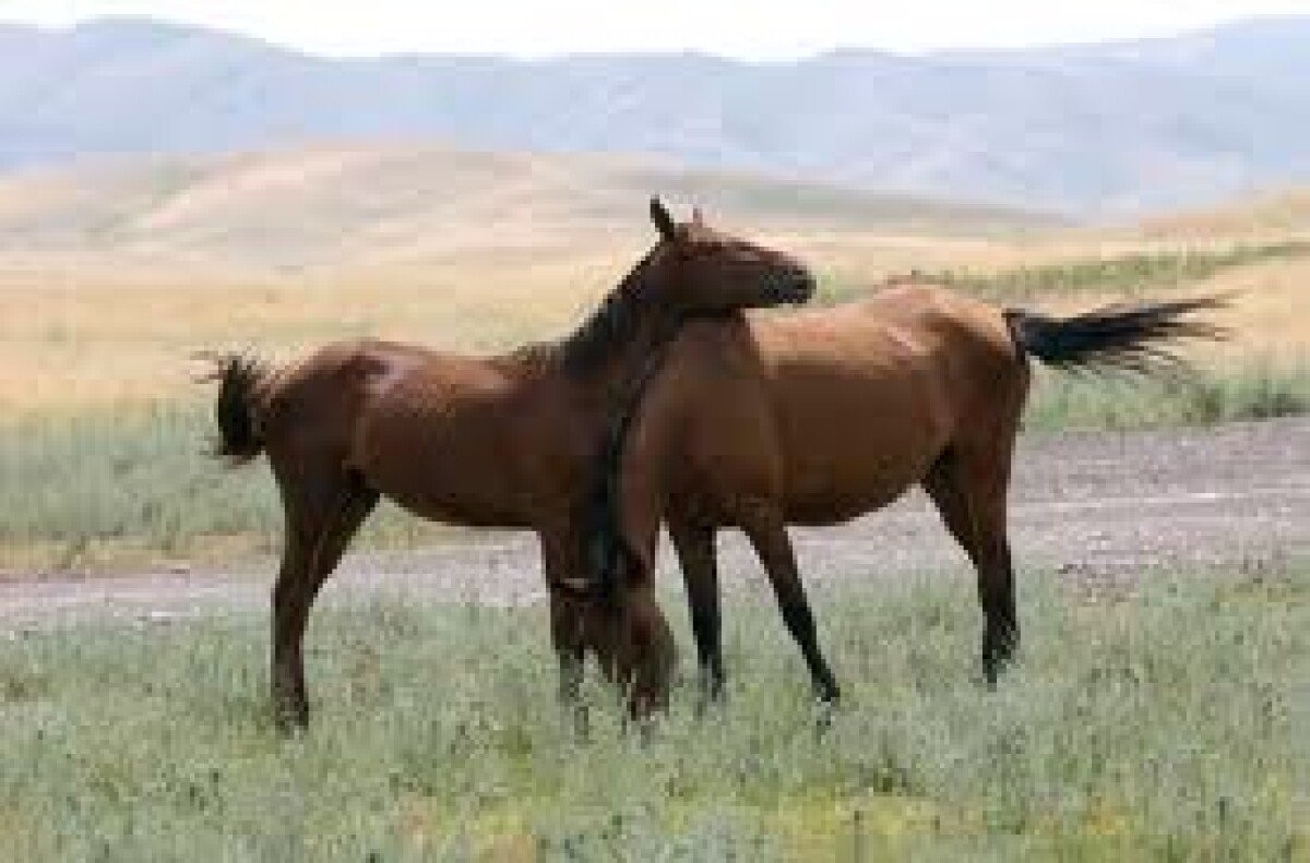 Казахстан кони