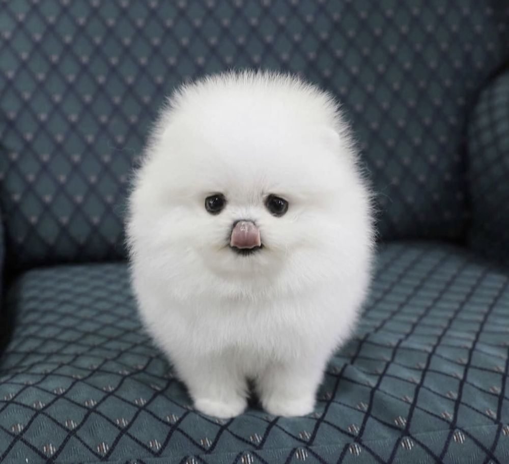 Шпиц белый щенок