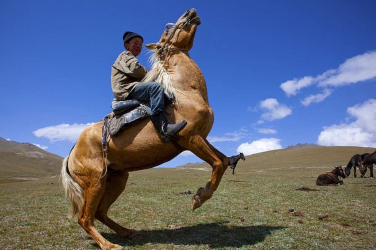 Животноводство коневодство