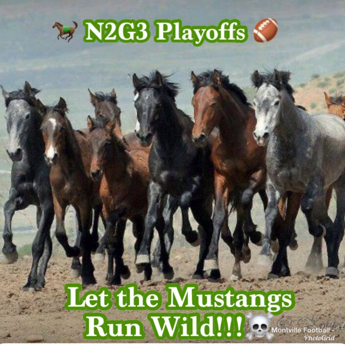 Табун диких лошадей в Исландии