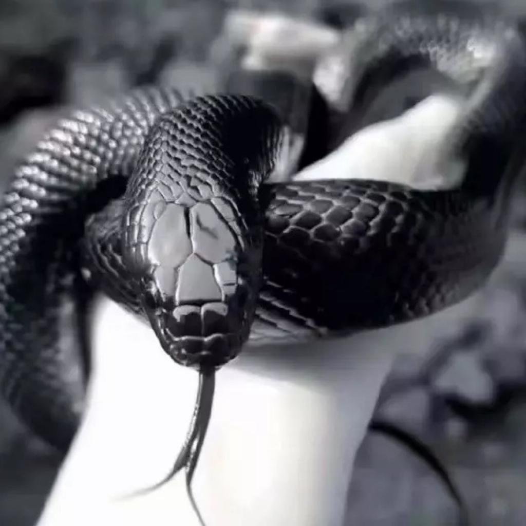 Бело черная змея