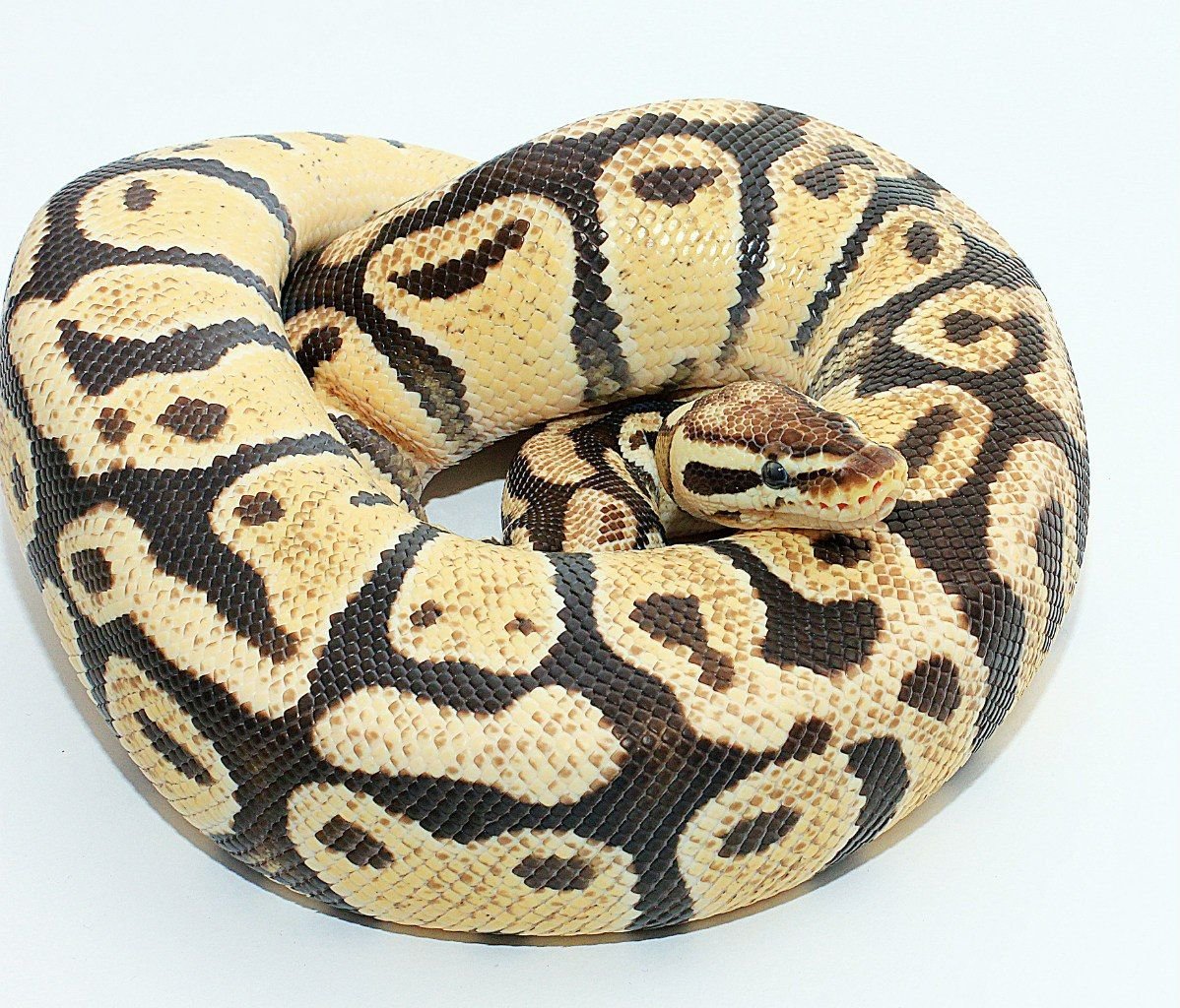 Чёрная Королевская змея нигрита