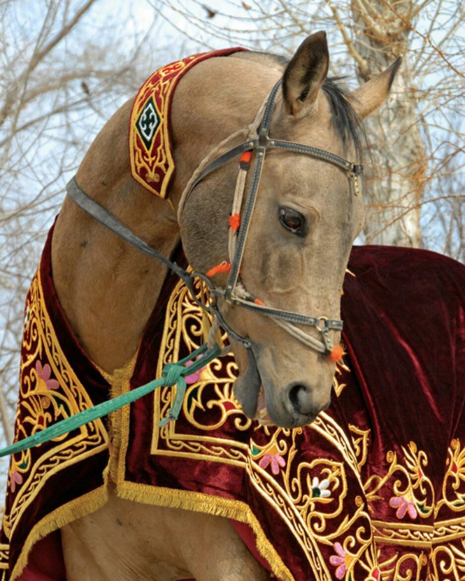 Лошадь и собака