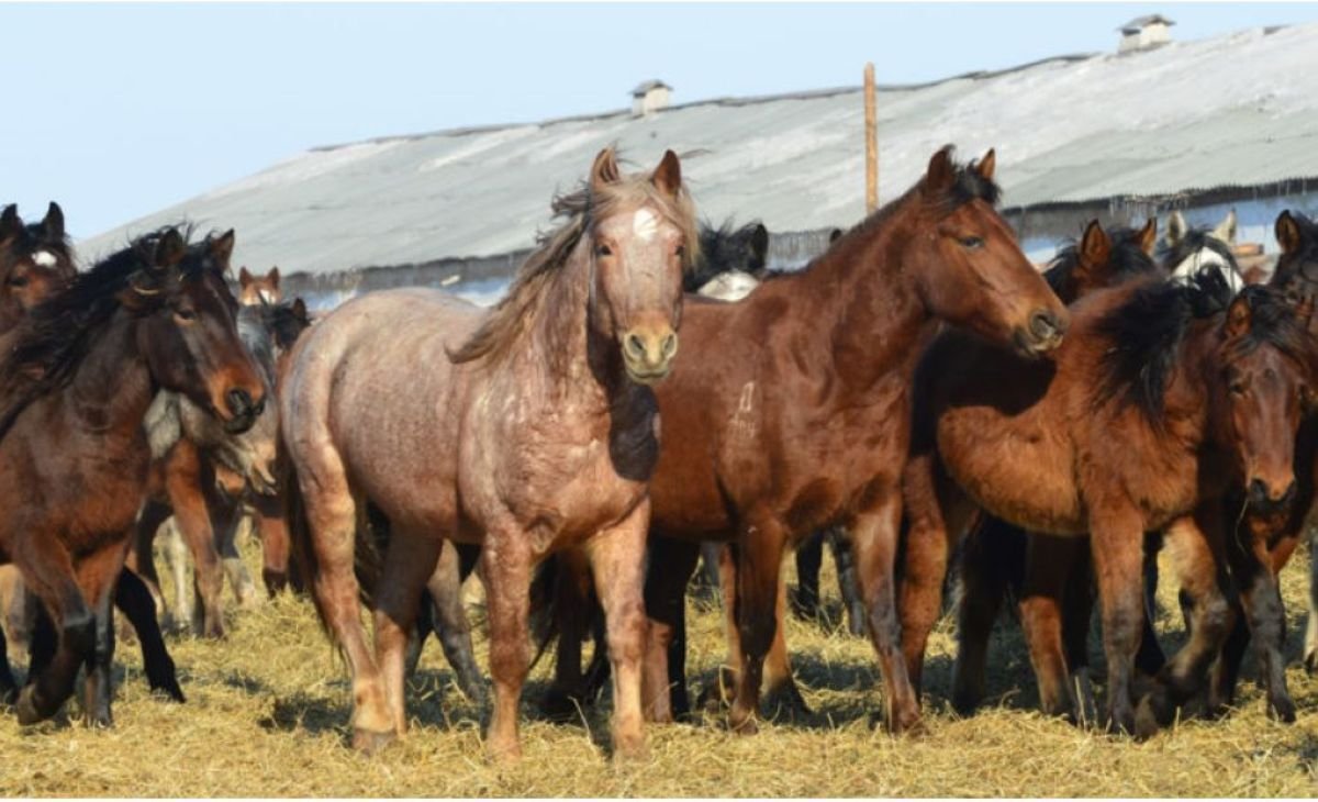 Казахская Джабе
