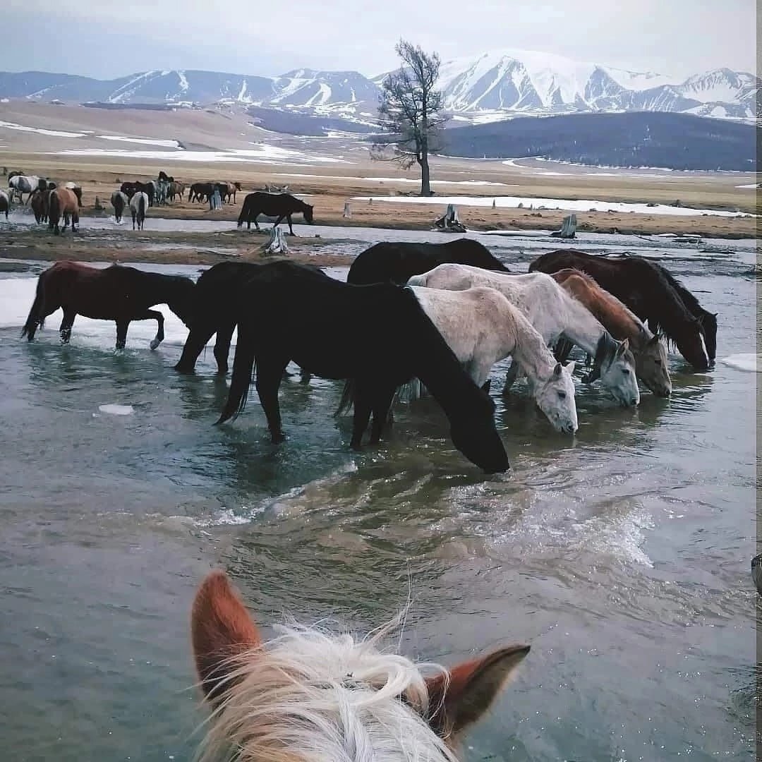 Табуны лошадей в степях Казахстана