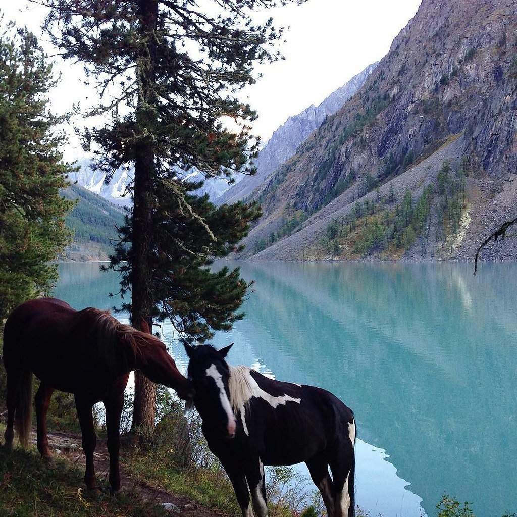 Фото лошади казахски самая красивая